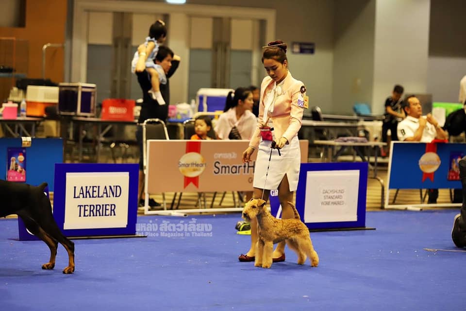 TOY DOG SHOW two